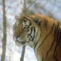 Parc des tigres de Sibérie